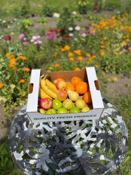 Image of Fruit Box - Small