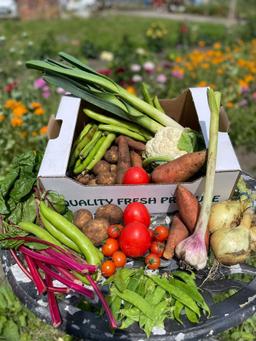Image of Vegetable box - Large