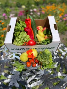 Image of Salad & Fruit box - Medium
