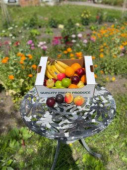 Image of Fruit Box - Medium