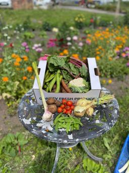 Image of Vegetable box - Medium