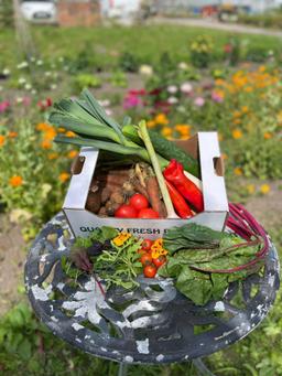 Image of Salad & Vegetable Box - Medium