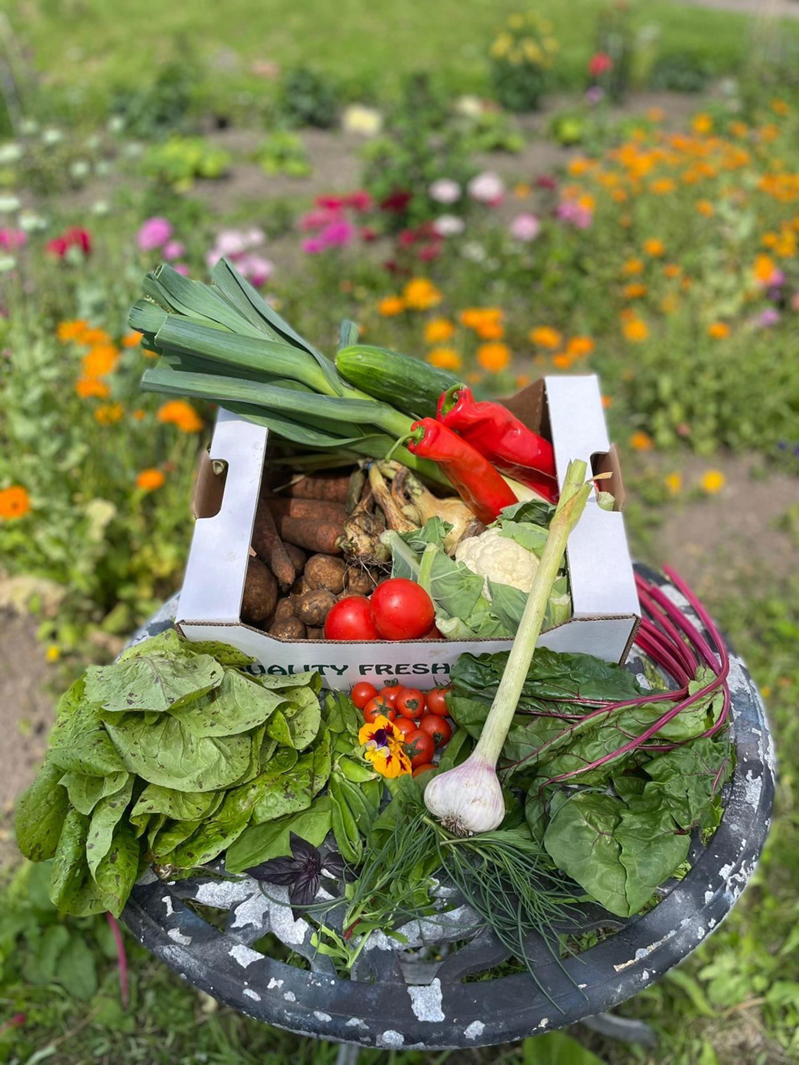 Salad & Vegetable Boxes